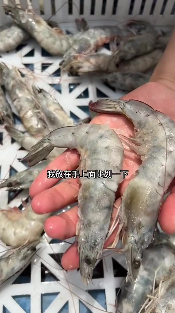 新鲜大虾鲜活超大基围虾青岛海虾特大青虾速冻海鲜水产冷冻鲜虾类