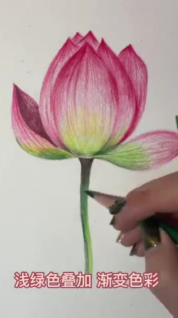 彩铅画,简单的荷花来咯