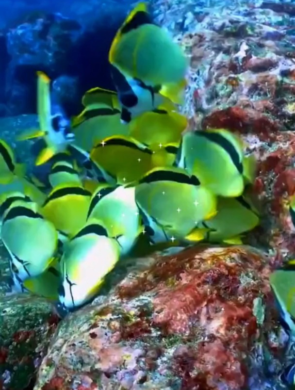 海底世界:漂亮的鱼群