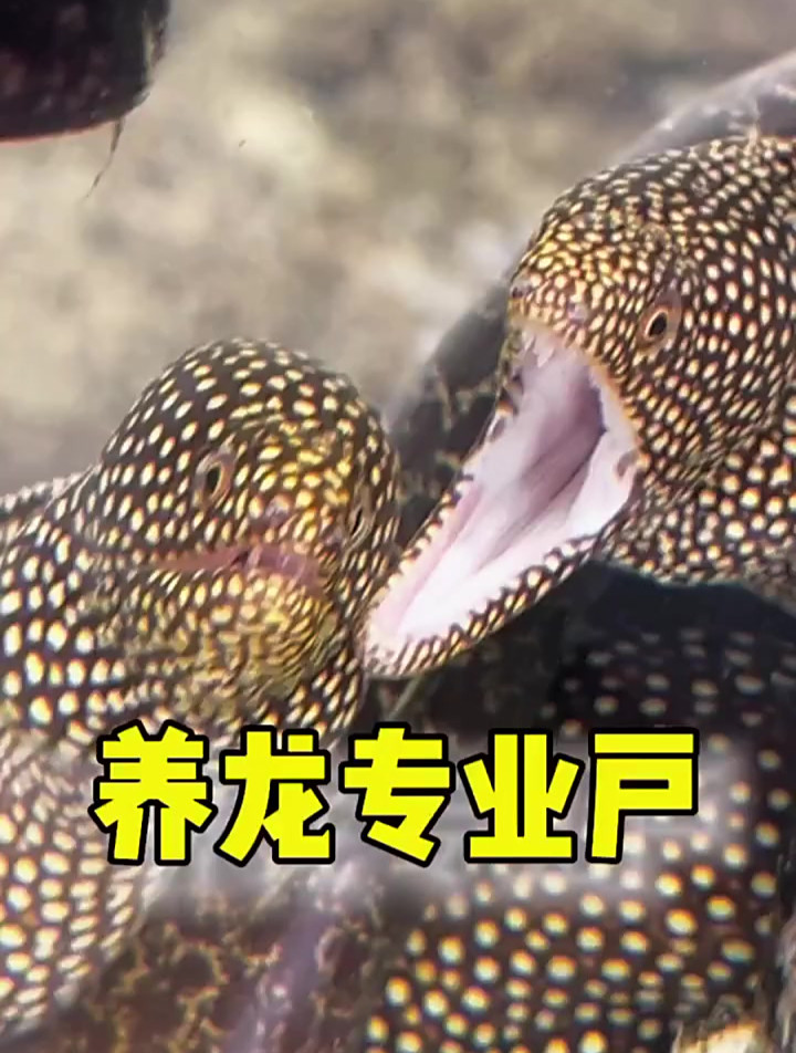 龙鳗初长成龙鳗海洋生物神奇动物在这里