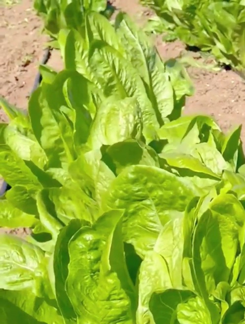 蔬菜界中颜值最高的“孔雀菜”!不仅可以生吃,涮火锅特别香!