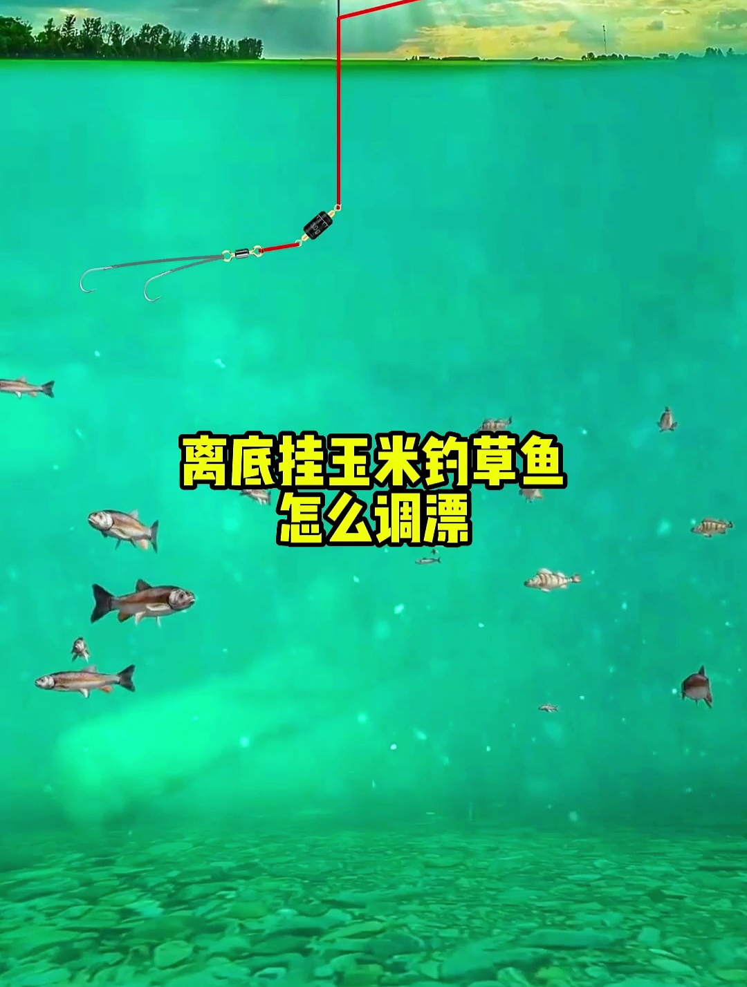 离底挂玉米钓草鱼,该怎么调漂呢