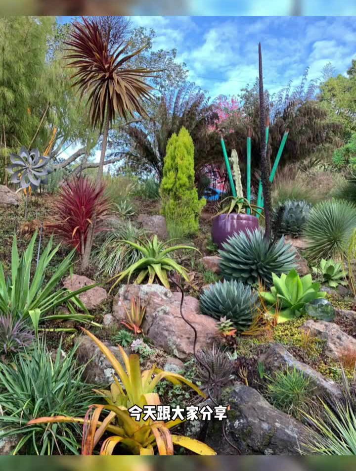 这样的花园你会喜欢吗?花镜设计沙生植物景观多肉植物