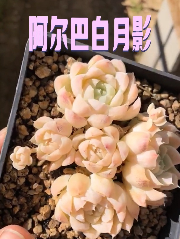 阿尔巴白月影怎么养出“状态”,学会这招,拆穿市场上的假多肉!