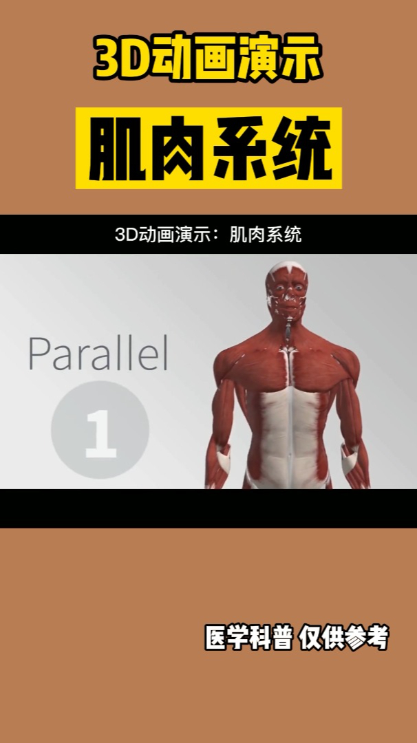 肌肉系统(3D动画演示)