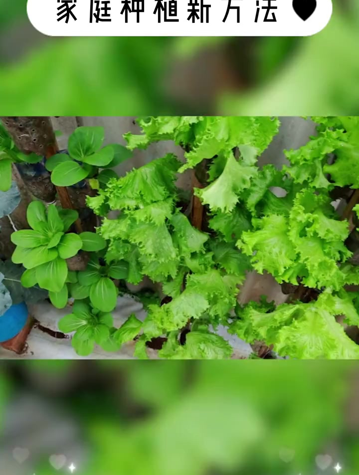 立体种植速生蔬菜,手工简单制作