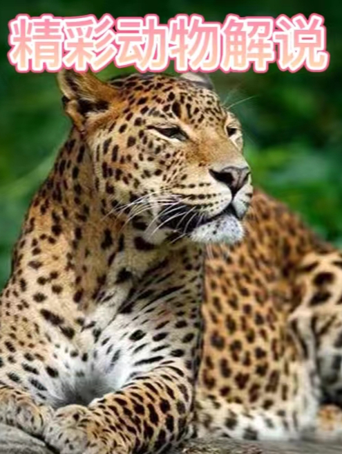 “红色鲸鱼”搁浅海滩,看清后头皮发麻,上万只生物正在疯狂进食