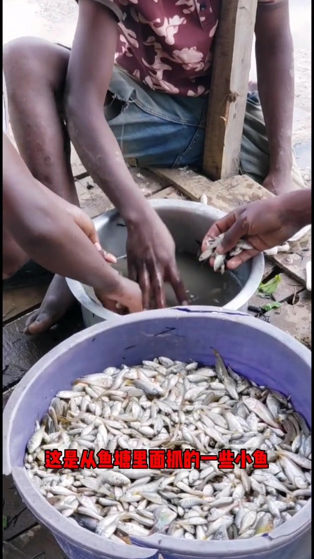 今天从鱼塘里抓了一些鱼,请他们吃一顿奢侈的炸鱼宴