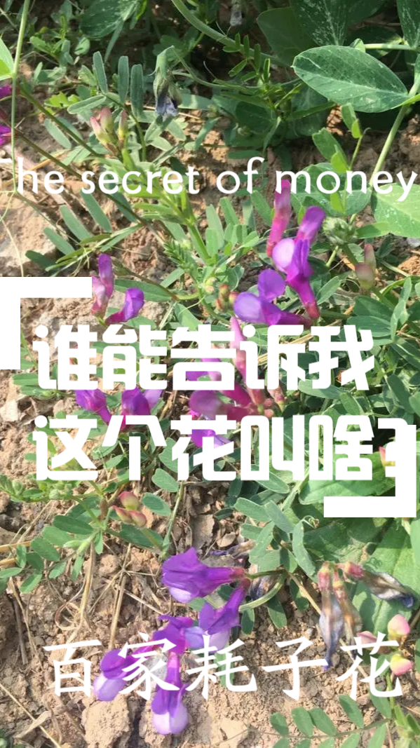 经常在农村的出来吧,考考你,这种花叫啥学名?