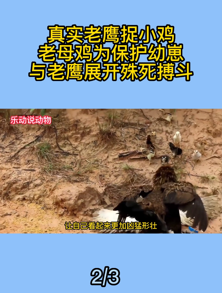 真实老鹰捉小鸡,老母鸡为保护幼崽,与老鹰展开殊死搏斗2