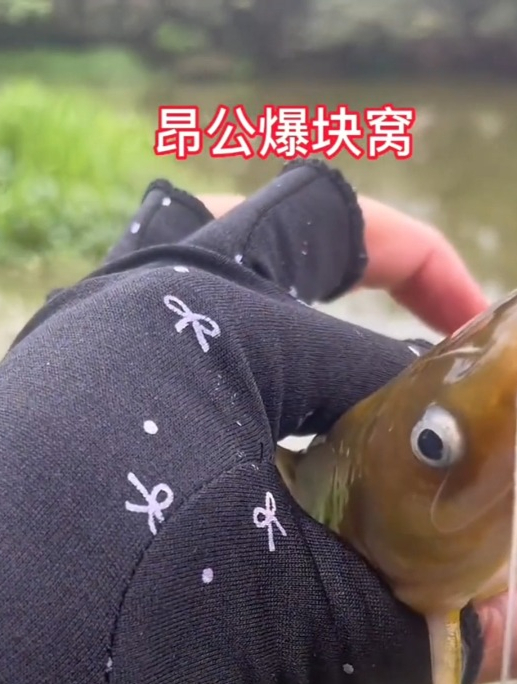 只要水里有昂刺鱼想钓多少钓多少,“秘诀”就是这款昂公爆块窝!