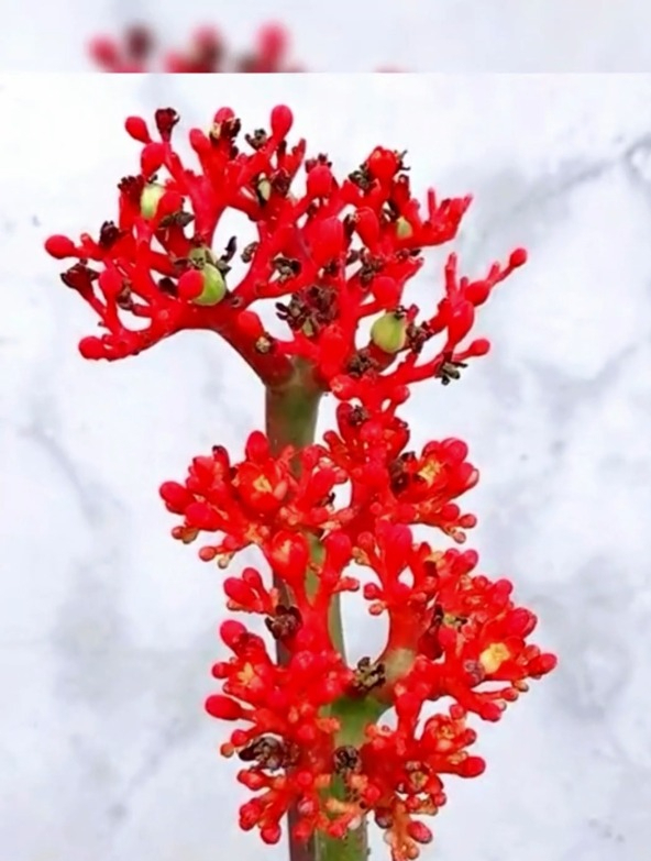 比仙人掌还好养的花,那就是佛肚海棠,你认识它吗!