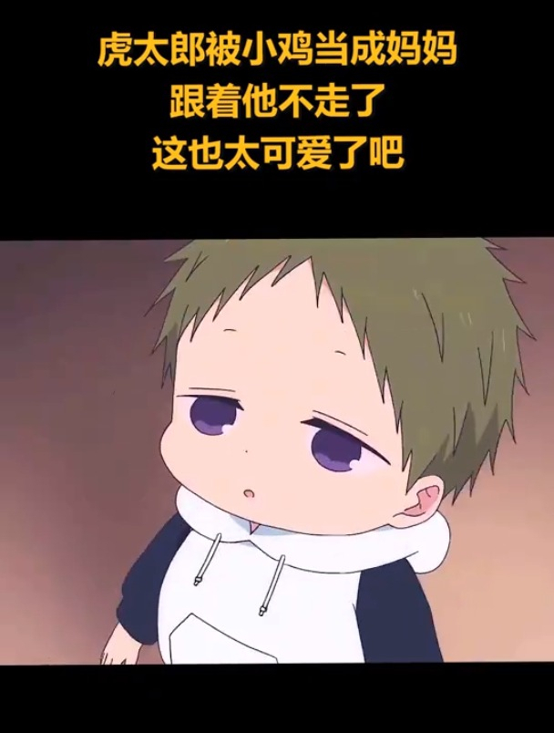 虎太郎被小鸡当成了妈妈,跟着他不走了,这也太可爱了吧