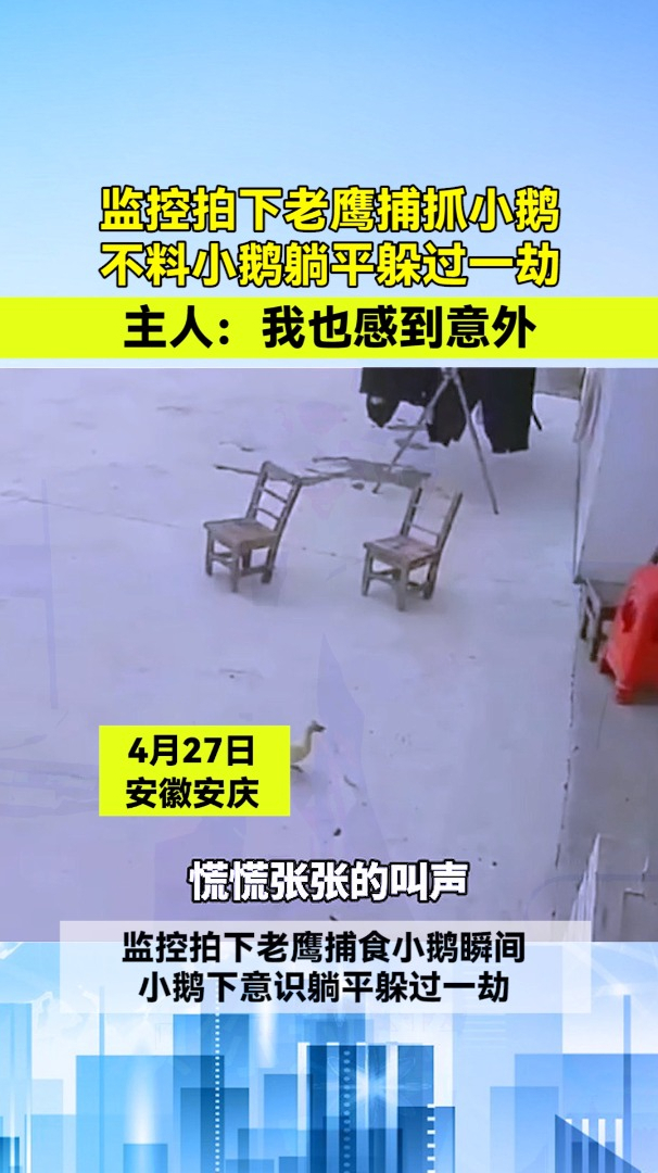 监控拍下老鹰捕食小鹅,不料小鹅躺平躲过一劫,主人:我也意外