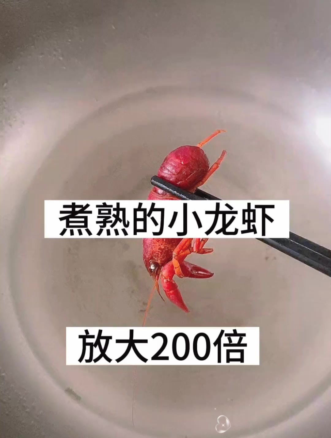 煮熟的小龙虾放大200倍,高温就是最好的消毒