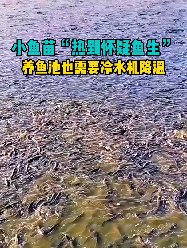 热到怀疑鱼生,养鱼池也需要冷水机降温 特殊设备 专业生产厂家