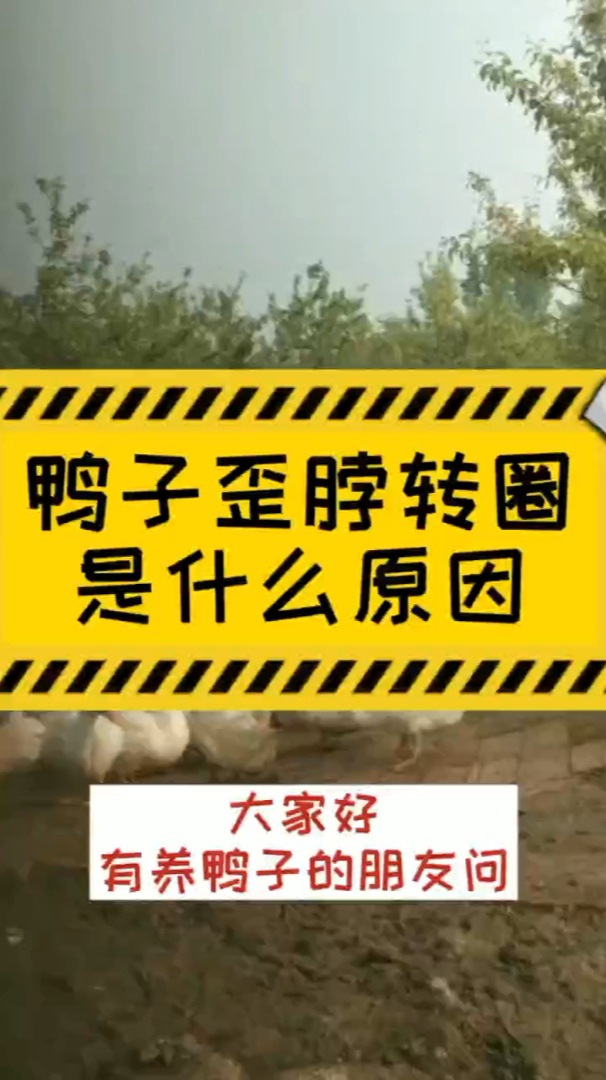 鸭子脖子歪转圈是什么情况 鸭子歪头转圈是什么病 鸭子抽搐脚伸直头后仰 鸭子原地打转