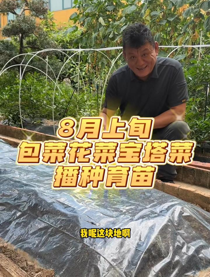 8月上旬包菜花菜宝塔菜播种育苗
