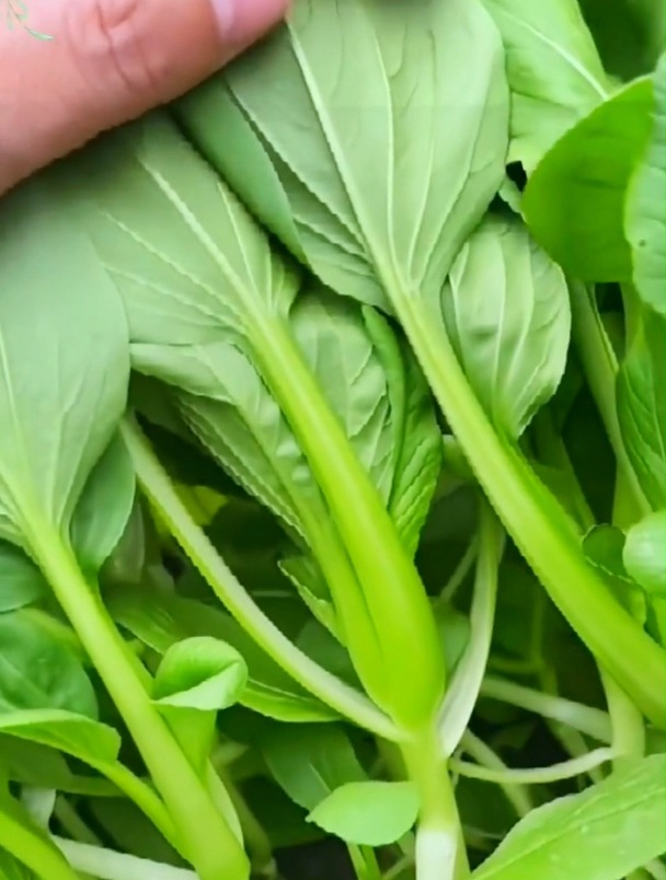 “鸡毛菜”是什么菜?它是最好种的菜,播种十几天就可以采收!