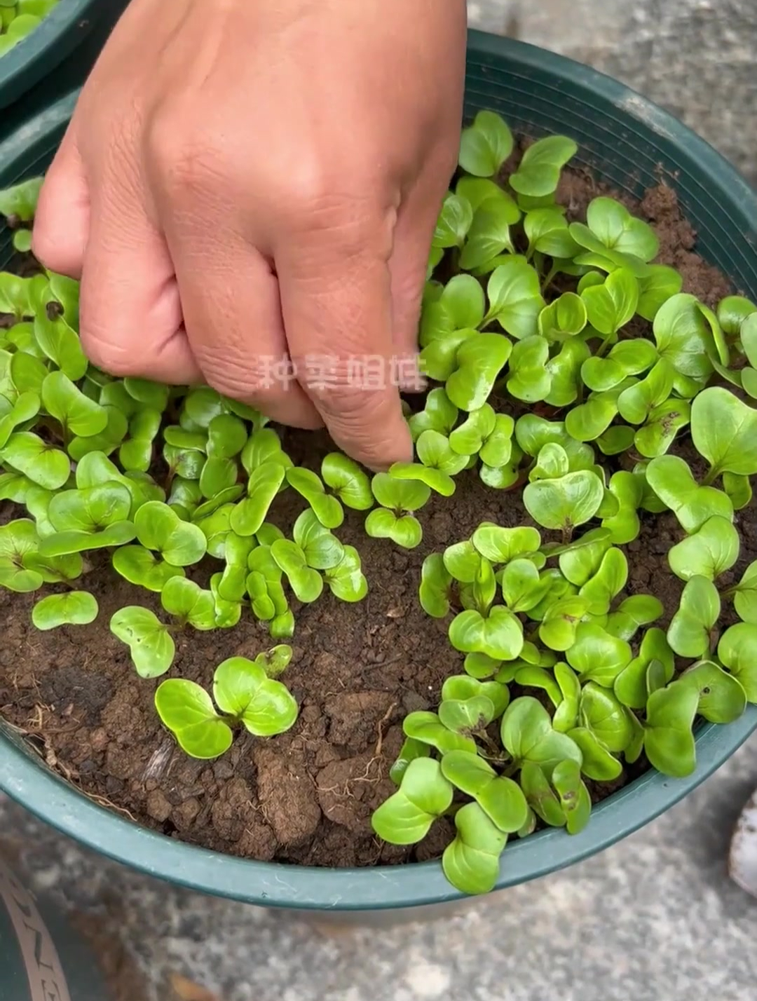 家有花盆别空着,种点樱桃萝卜特简单