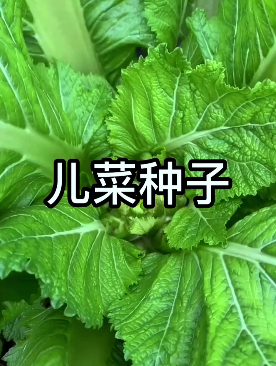 儿菜又叫“娃娃菜”,口感脆嫩鲜香,南北方都能种植,营养价值高