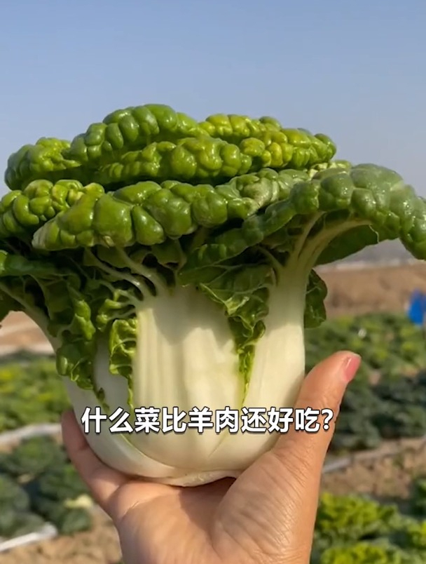 比大白菜更好吃的黄心“乌塌菜”,雪地里拔出来,又脆又嫩!