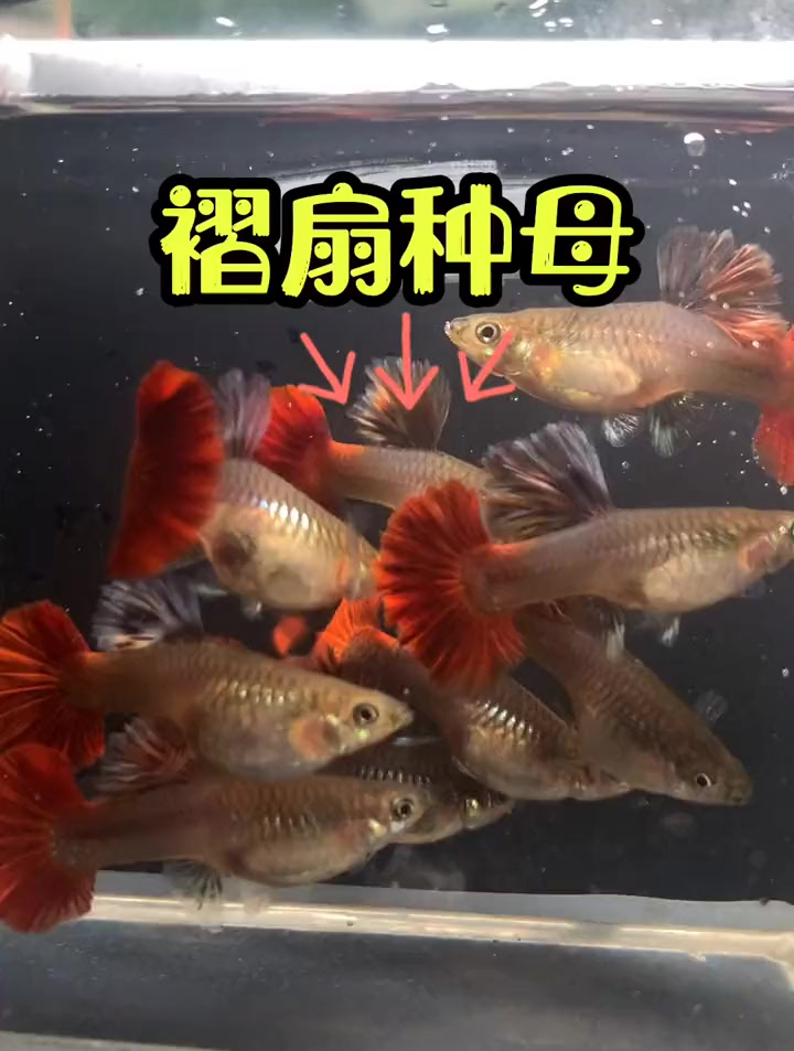 褶扇种母,孔雀鱼