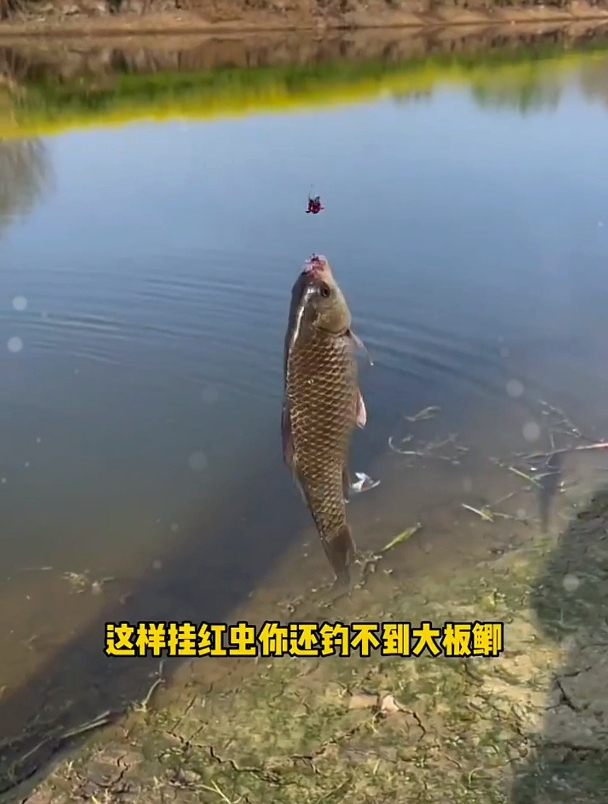 红虫的正确挂钩方法,再不重视,上大鱼的黄金期就错过了!