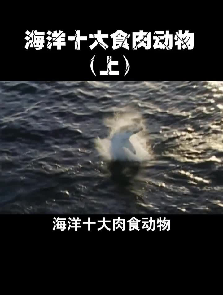 海洋这些食肉动物,你觉得谁最厉害