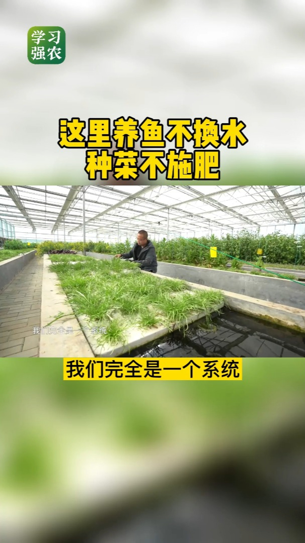 这里养鱼不换水 种菜不施肥