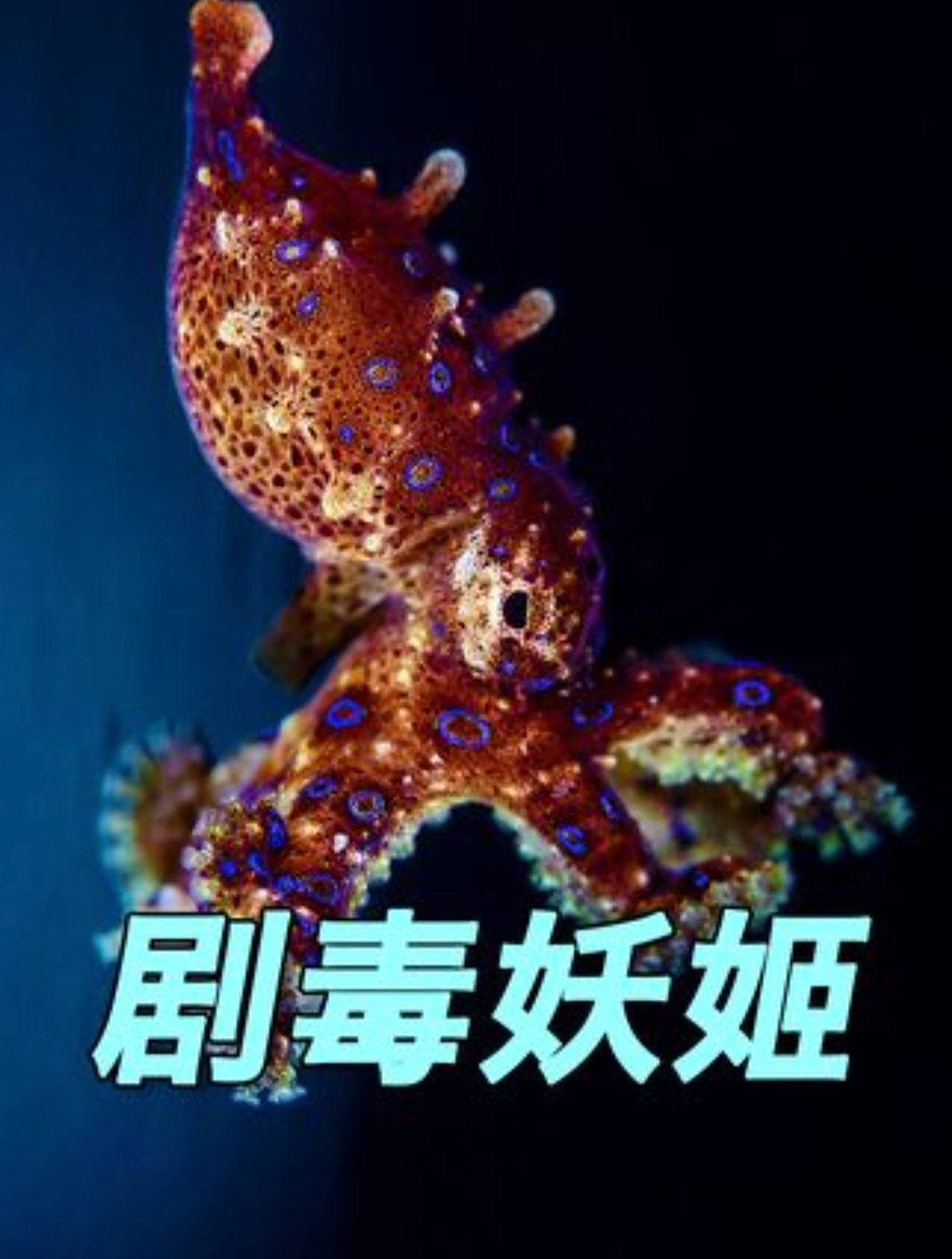 吃货和死神擦嘴而过?火锅惊现毒物-蓝环章鱼 熟透了都有毒(上)