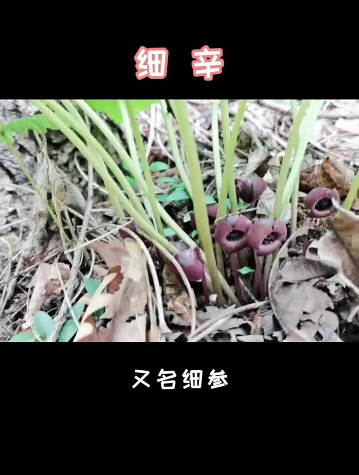 细辛,又名细参,马兜铃科,多年生草本植物。科普野生的中草药