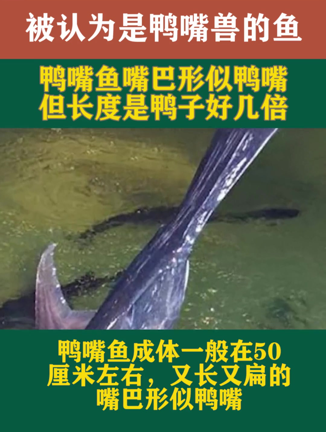 易被认为是鸭嘴兽的鱼,鸭嘴鱼嘴巴形似鸭嘴,但长度是鸭子好几倍