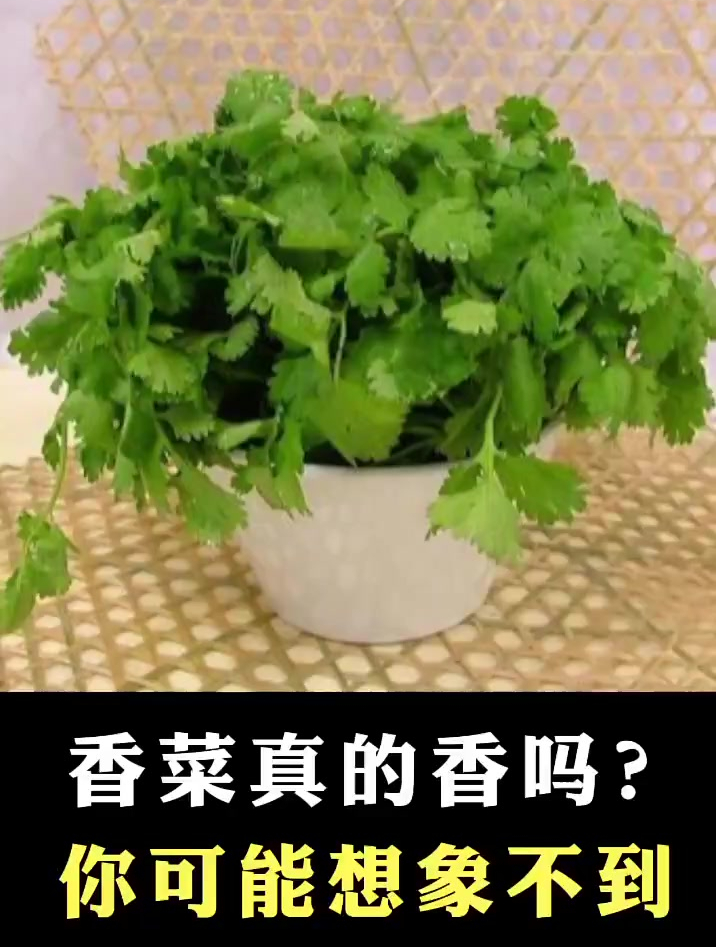 香菜真的香吗?你可能想象不到