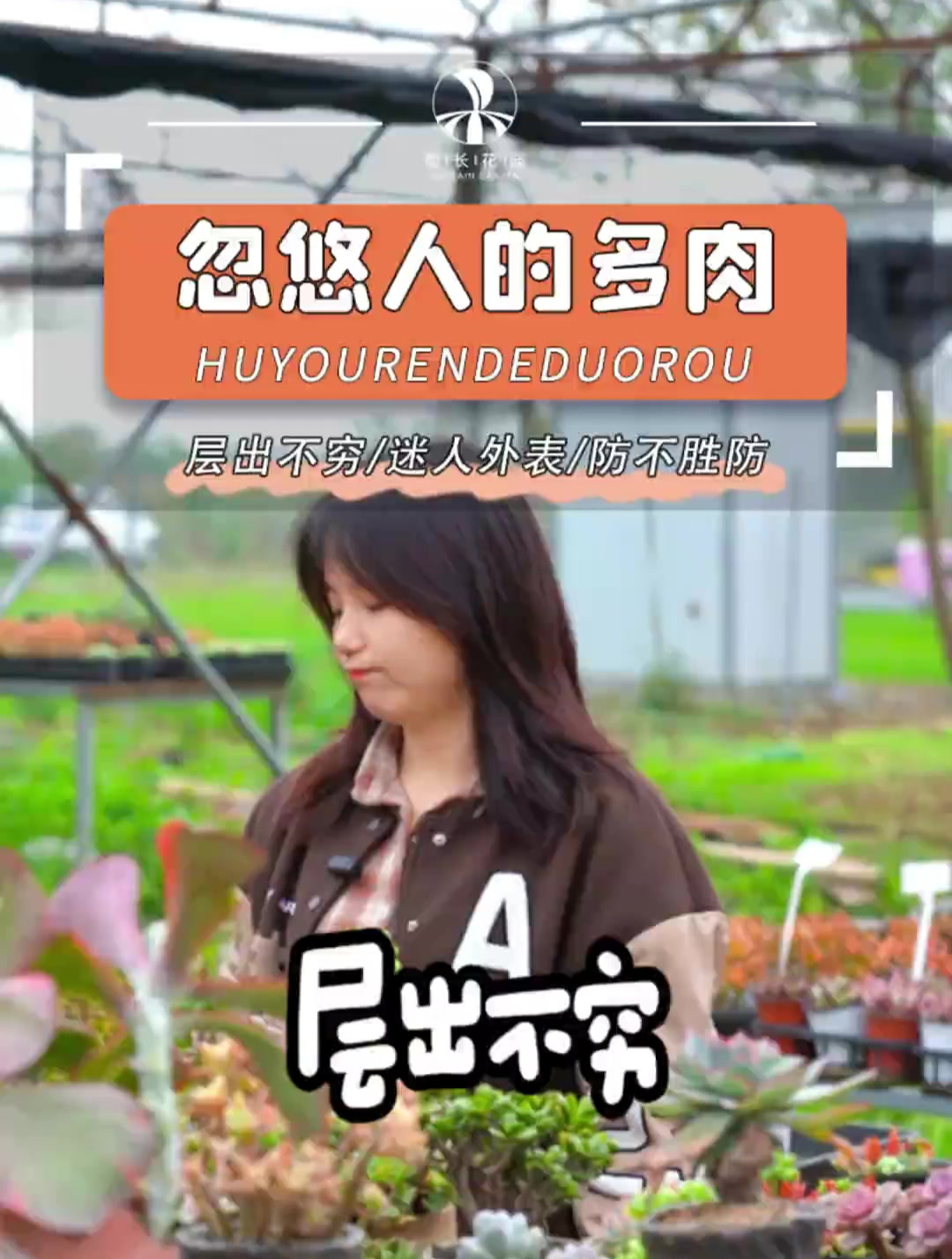 药锦多肉越来越多了,让人防不胜防!养护小知识 多肉药锦