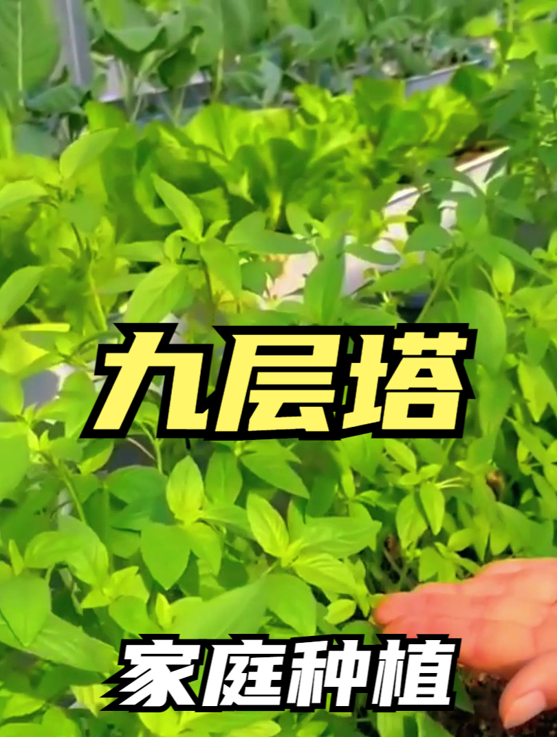 来自欧洲的香草“九层塔”,好看又好吃,关键夏天还能驱蚊虫!
