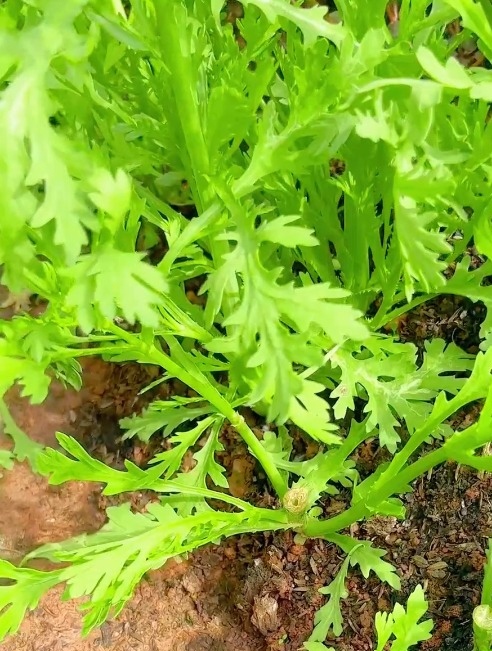 茼蒿怎么种?菜农的2个经验总结,种出的茼蒿产量多到不用愁!