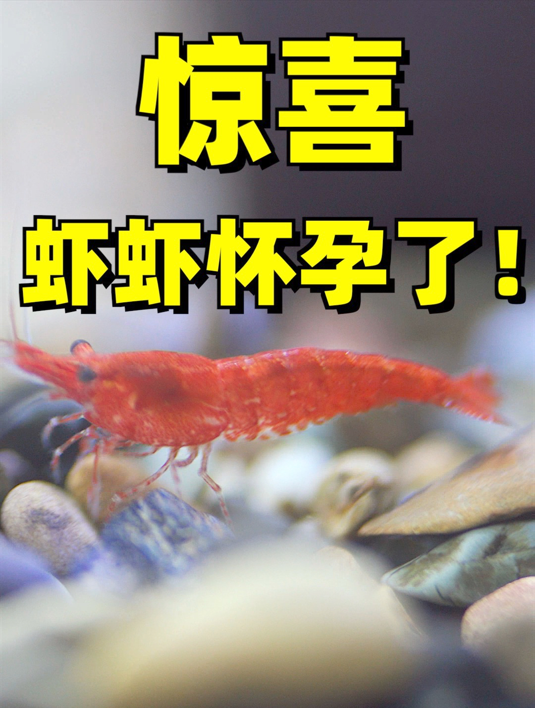 时刻半个月,水质终于稳定下来了!虾虾也开始繁殖了!