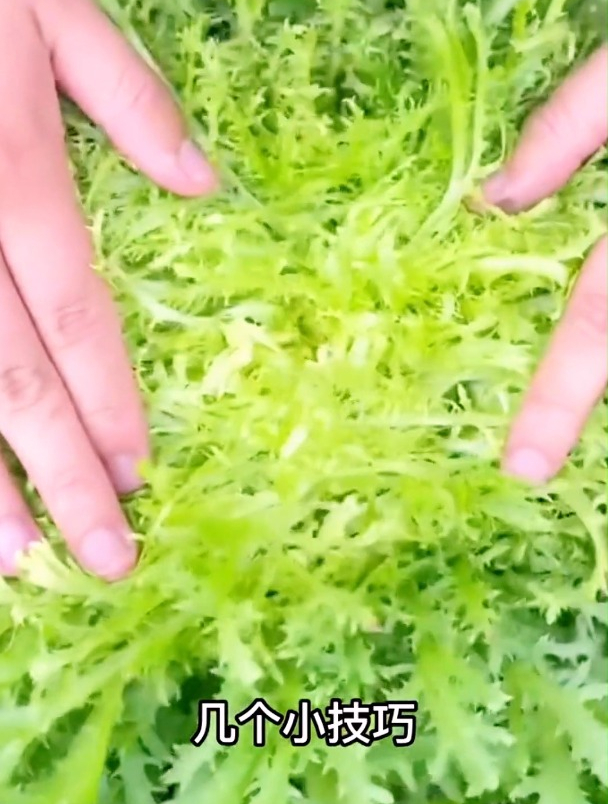 苦菊凉拌涮火锅最佳的蔬菜耐热不招虫,阳台小院种了一年都吃不完