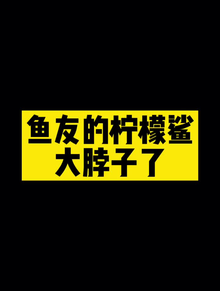 鱼友的柠檬鲨大脖子了柠檬鲨