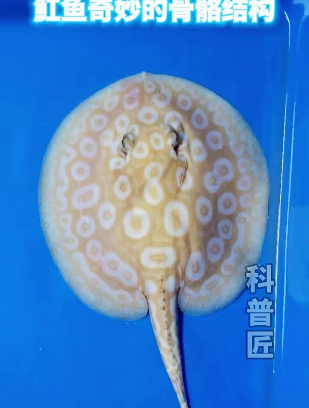 天使的翅膀,魔鬼的头颅,你知道它叫什么吗?