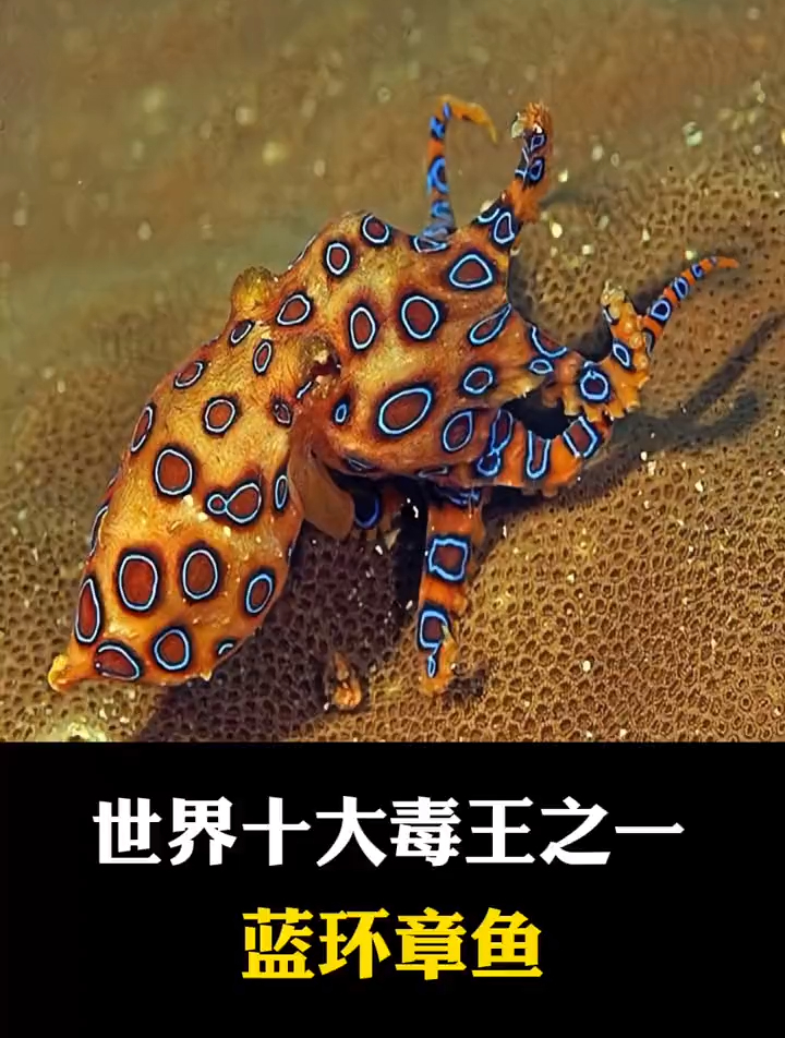 世界十大毒王之一 蓝环章鱼