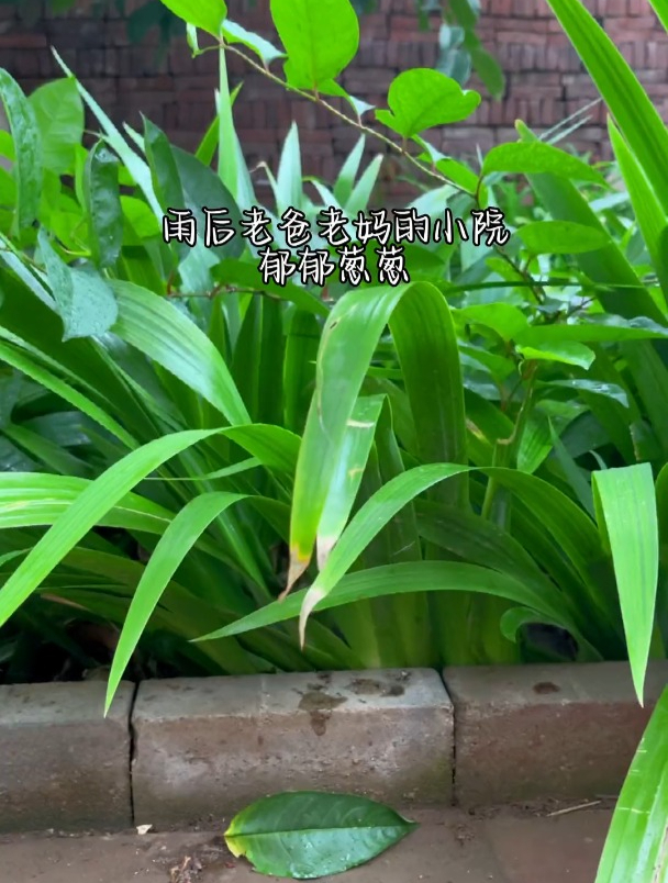 老妈想吃西葫芦鸡蛋馅包子,立马安排,老爸又喜欢吃皮儿厚的