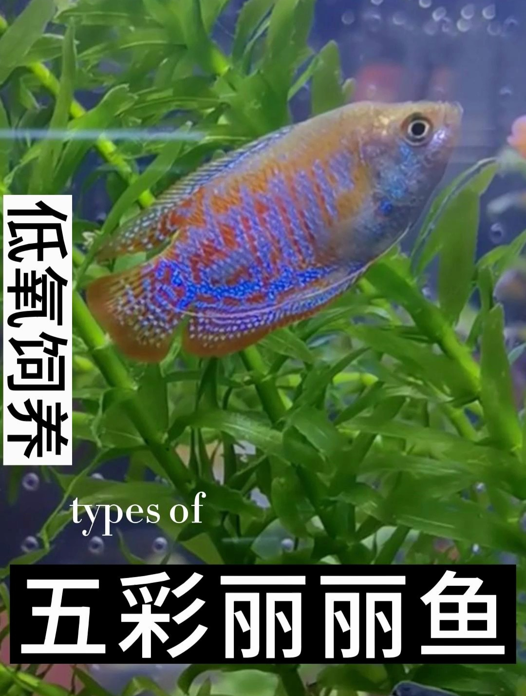 丽丽鱼能生长到大约5cm左右,呈现为一个鱼吻部位略尖的椭圆形