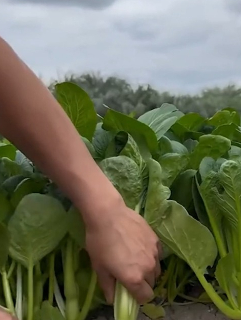 4月到9月都可以种植的四九菜心,耐热耐旱,也叫广东菜心