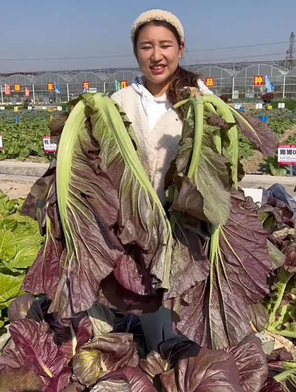芥菜的一种,九成人没见过的野菜,营养价值你意想不到