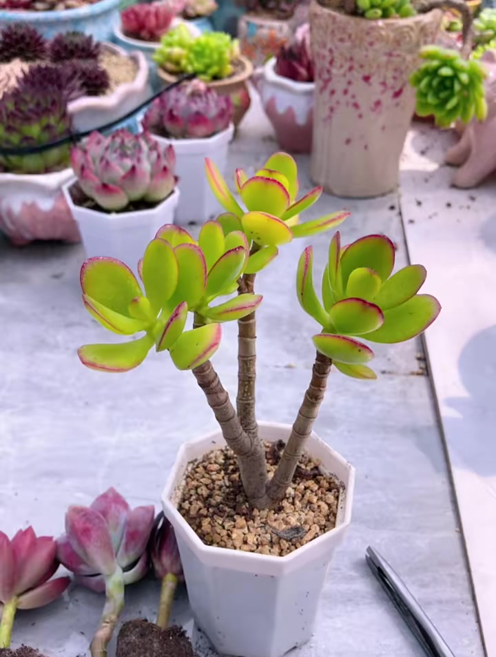 多肉植物养护小常识 热爱生活