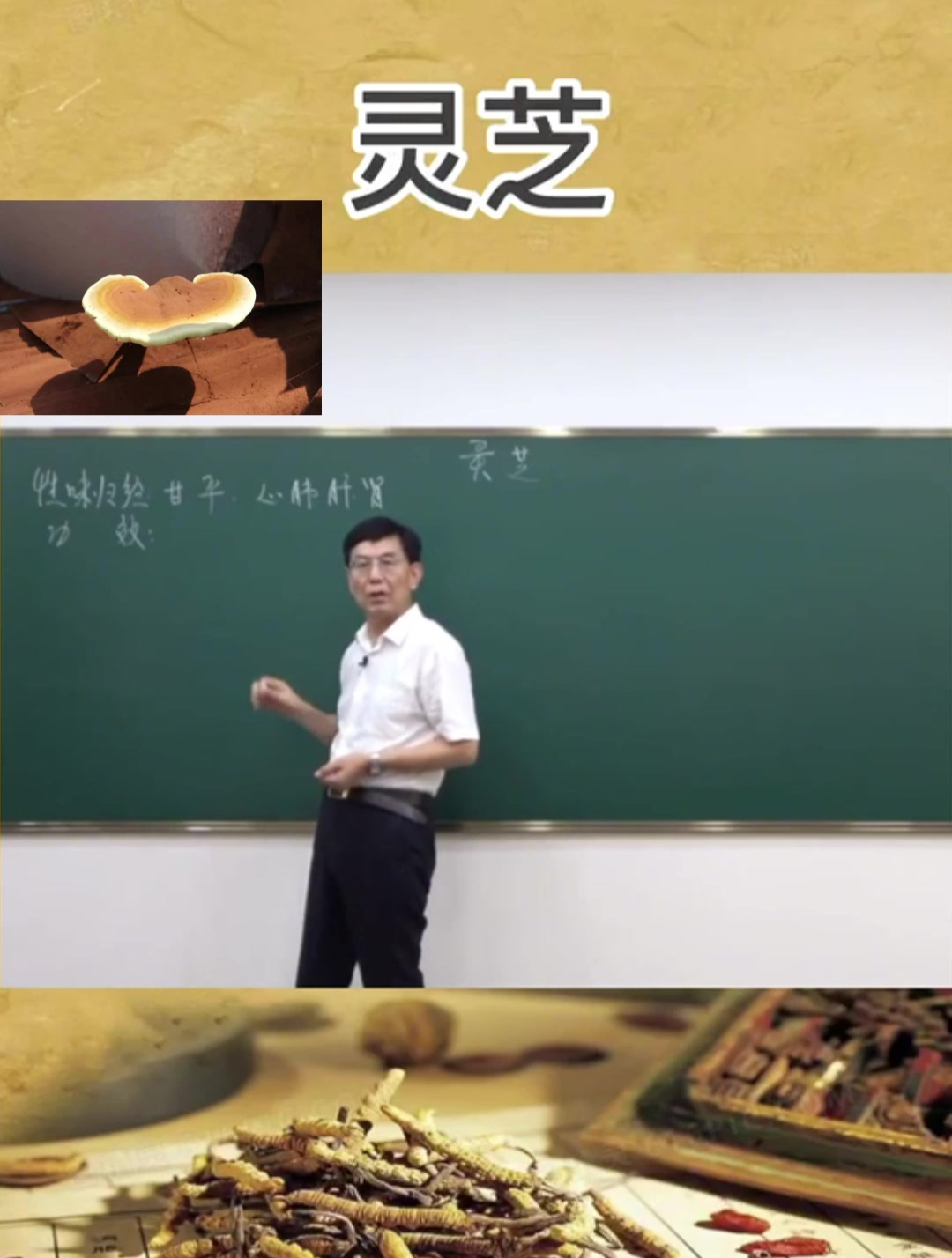 灵芝的功效和作用有什么?