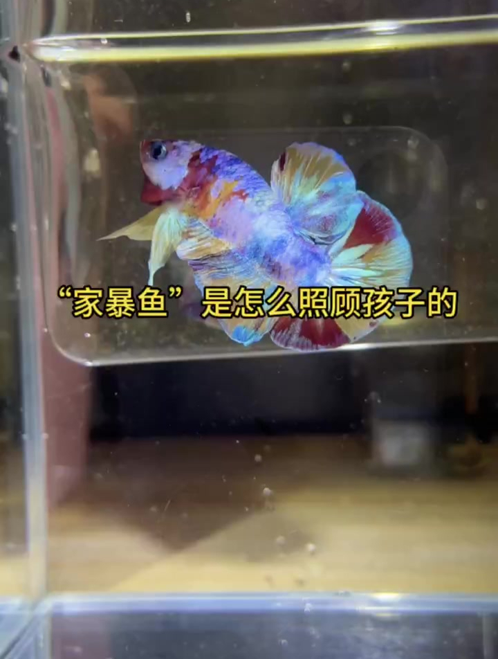 鱼爸爸是如何带娃的