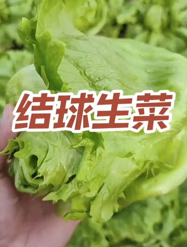 生菜也能结成球,长相似甘蓝,很多人都吃过,营养价值高!